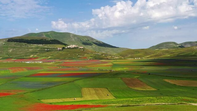 Lentil flowering with poppies and cornflowers in Castelluccio di Norcia, national park sibillini mountains, Italy, Europe