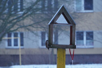 Karmnik dla ptaków dokarmianie w zimę