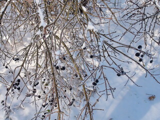 Dangerously attractive wolfberries on the branches of a snow-covered bush in the thick of the forest under the rays of the frosty sun.