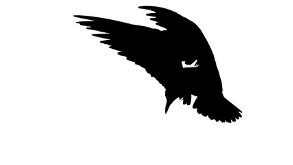 png herd of birds fly on clear backgroung	