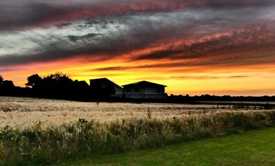 Sun sets over a weedfield.