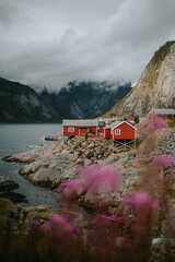 View of iconic red cabin in Lofoten islands in summer, moody foggy weather, wild flowers on foreground