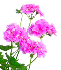 Fototapeta premium Géranium lierre double 