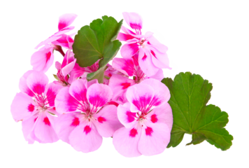 Fleurs de géranium zonal rose	