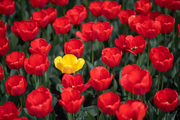Fototapeta premium Bright red and yellow blooming tulips flowers in garden, closeup top view. Floral business, growing cultivation of plants. Agribusiness. Close-up tulip heads on long green stems.