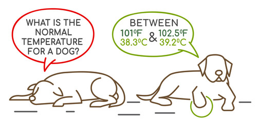 The normal temperature for a dog. Medical infographic.