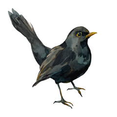 Blackbird illustration isolated on white background. Turdus merula hand painted with watercolors. For printing on packaging and fabric