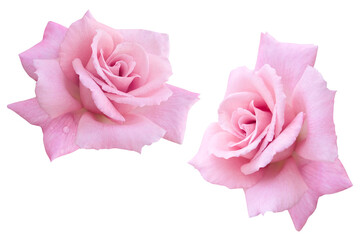 Two Pink rose isolated on the white background. Photo with clipping path.