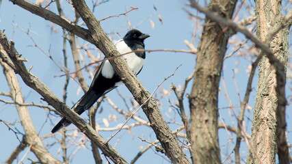 blackbird on a branch