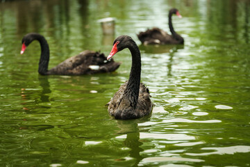 black swan swimming in pond