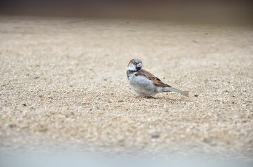 Spatz