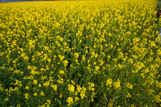 Blooming Yellow Rapeseed flowers in the field.  can be used as a floral texture background