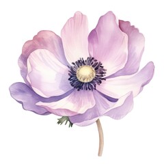 Naklejka premium Anemone flower watercolor illustration. Floral blooming blossom painting on white background