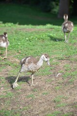 Nilgänse