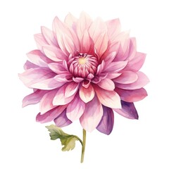 Dahlia flower watercolor illustration. Floral blooming blossom painting on white background