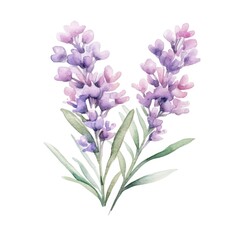 Statice flower watercolor illustration. Floral blooming blossom painting on white background