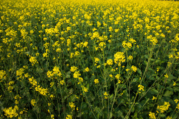 Obraz premium Blooming Yellow Rapeseed flowers in the field. can be used as a floral texture background