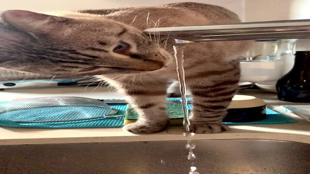 Ego, el gato del vecino