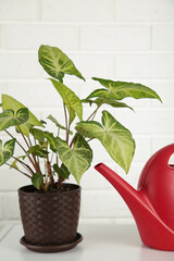 Watering can and plant in home. Domestic life concept on light background