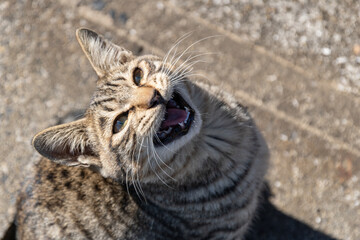 鳴きながら見上げる猫
