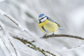 Obraz na płótnie Canvas A cute blue tit sitting on the frozen twig. Cyanistes caeruleus. Winter scene with a cute titmouse.