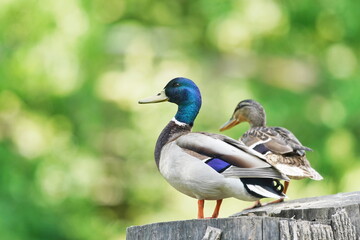 a pair of  wild ducks sitting on a tree stump. 
