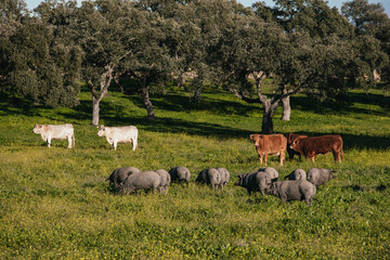 White and bronw cows pasturing free together with iberian pigs in a green meadow in Spain. - 712197422