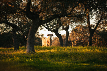 White cow pasturing free in a green meadow in Spain.