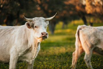 White cows pasturing free in a green meadow in Spain. - 712197464