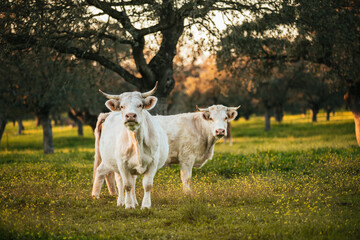 White cows pasturing free in a green meadow in Spain.