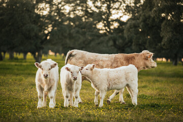 White cows pasturing free in a green meadow in Spain. - 712197492
