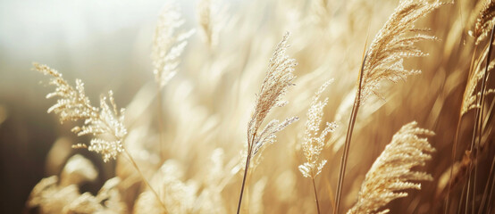 Golden reeds sway gently, bathed in sunlight, a dance of light and shadow in the whispering wind - obrazy, fototapety, plakaty