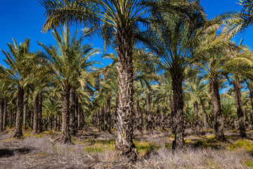 Fototapeta premium Magnificent palm grove