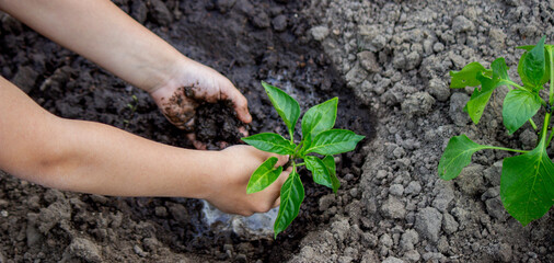hands planting seedlings in the ground in the garden.