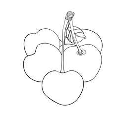 Freehand vector illustration. Bright juicy bunch of cherries. A blank for a designer, a postcard, a print. Vector illustration by Line for coloring