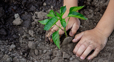 hands planting seedlings in the ground in the garden.