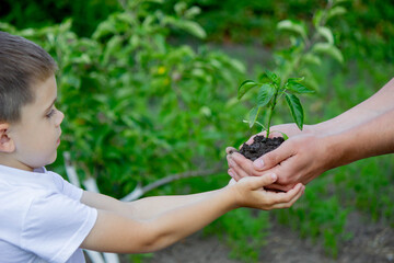 The grandmother and the child are holding a plant sprout in their hands
