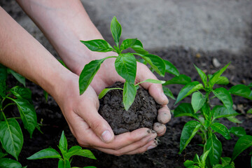 hand holding seedling on nature background.