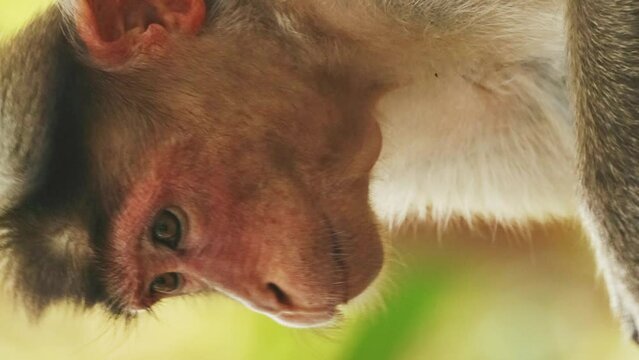 Goa, India. Bonnet Macaque - Macaca Radiata Or Zati. Close Up Portrait. Monkey Eats Leaves.