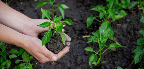 hand holding seedling on nature background.
