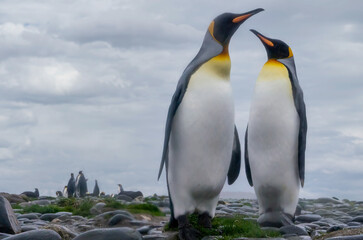 One pair of King Penguins standing together on a rocky beach in South Georgia