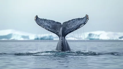 Foto op Canvas humpback tail © Shahista