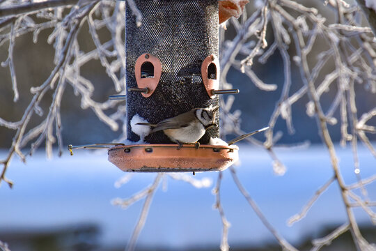 
The crested tit or European crested tit (Lophophanes cristatus) feeds on sunflower seeds in the feeder.