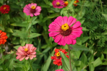 Obraz premium Multicolored flowers of Zinnia elegans in August