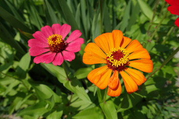 Orange and pink flowers of Zinnia elegans in mid July
