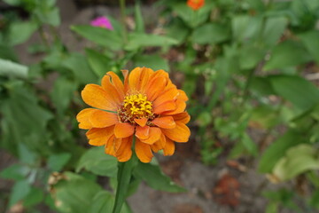 Orange flower of one semi double Zinnia elegans in July