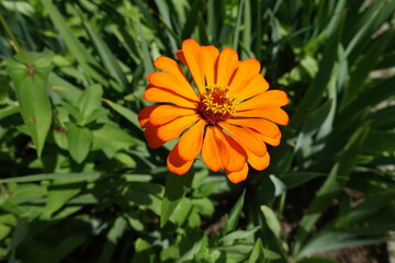 One semi double orange flower of Zinnia elegans in mid July