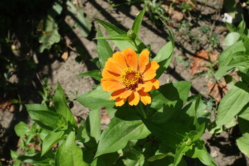 Single orange flower of semi double Zinnia elegans in July