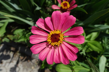Closeup of pink flower of Zinnia elegans in mid July