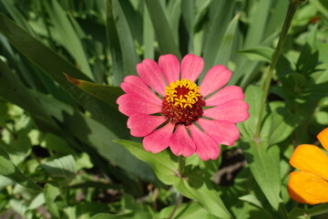 Obraz premium Pastel pink flower of single Zinnia elegans in mid July